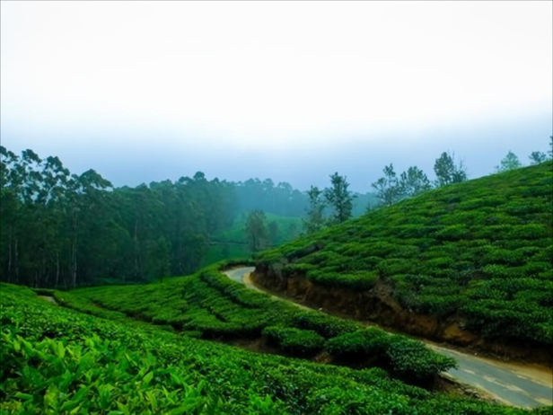 Coorg coffee estates