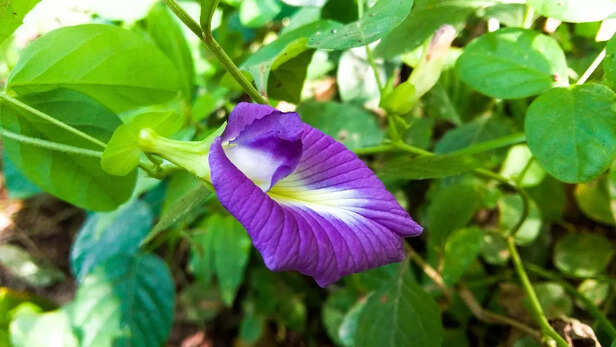 Aparajita flower