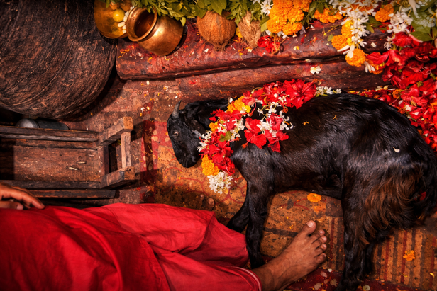 The Silent Offering Ritual”