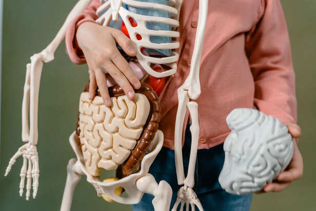 Human anatomy