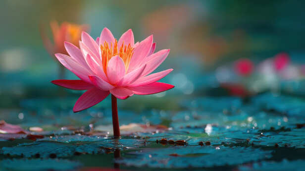 The Miracle of the Lotus