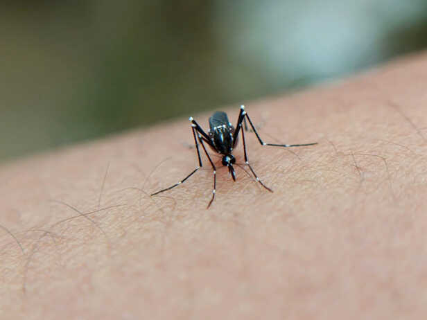 Dengue Alert: Dont Ignore the Bite