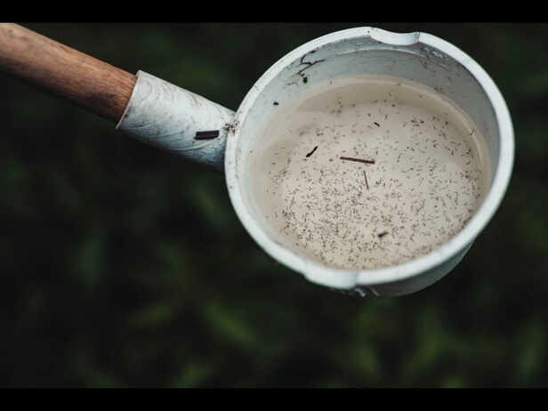 Mosquito Breeding Hotspots You Should Eliminate