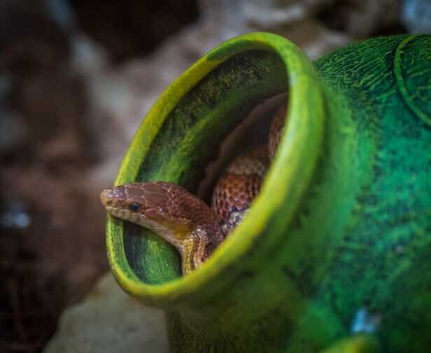 Snake in Home