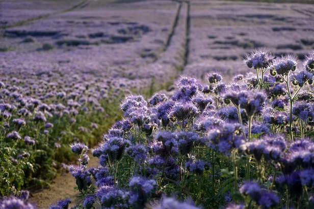 flower valley