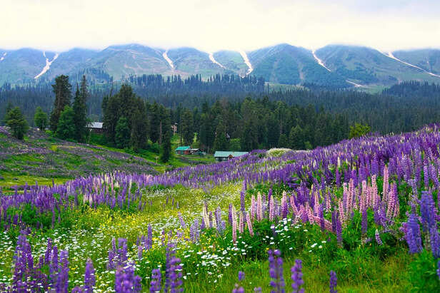 flower  valley