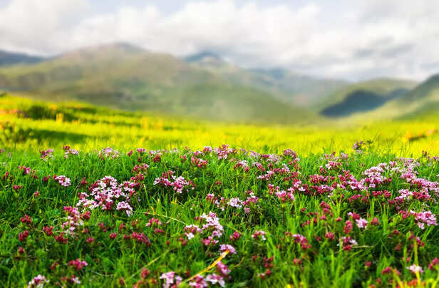 flower valley