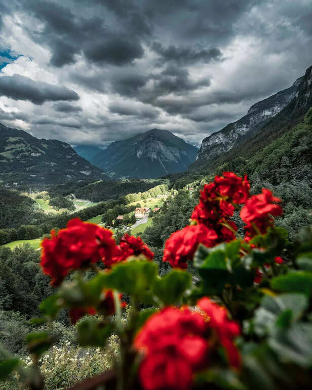 flower valley