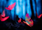 The Butterfly Effect: Can