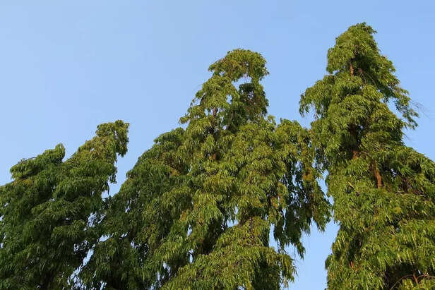 Ashoka Tree