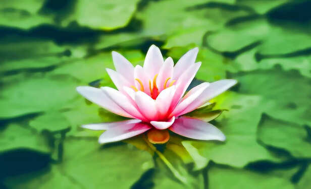 shlokas help you to contr