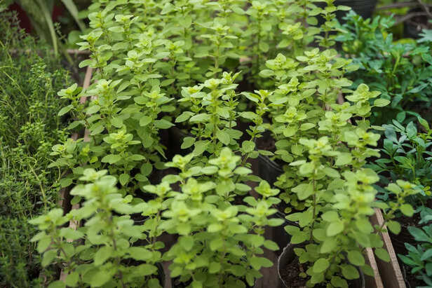 Tulsi