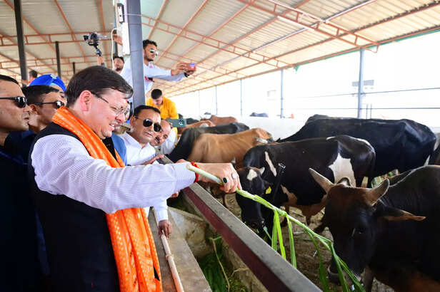 cow worship