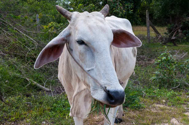 Cow