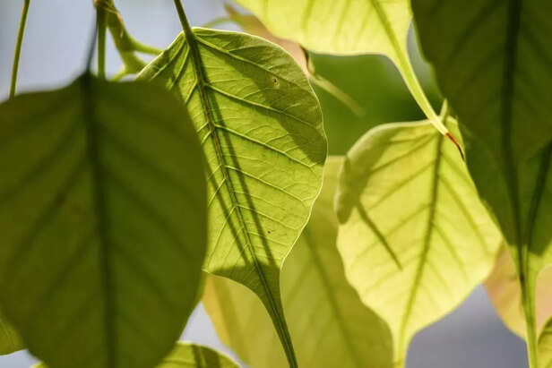 Peepal Tree