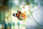 The Butterfly Effect: Can