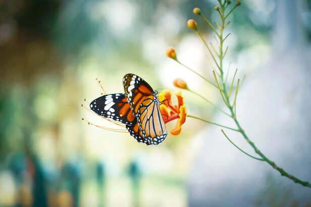butterfly