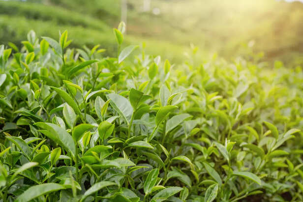 Green Tea