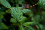 Ayurveda’s Rainy Season R