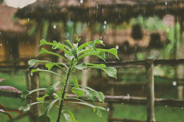 Monsoon Paradise