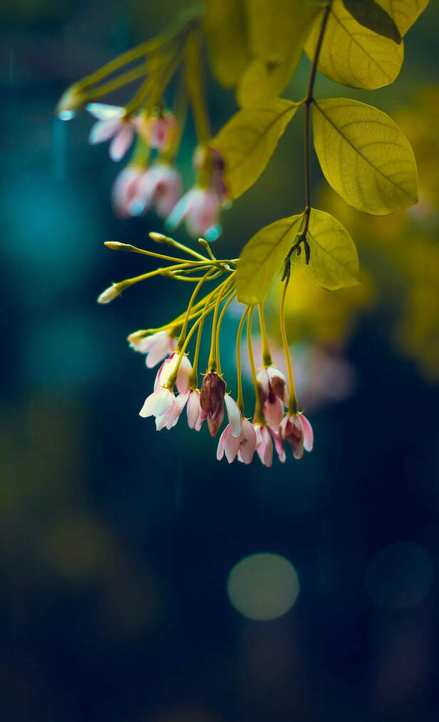Dramatic Blooms