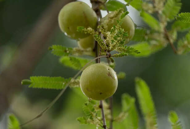 Amla