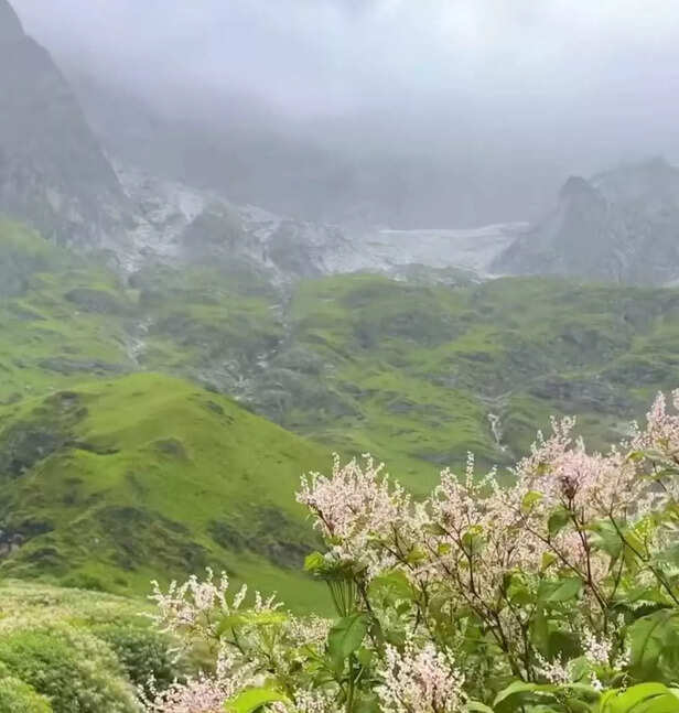 Valley of Flowers Trek (I