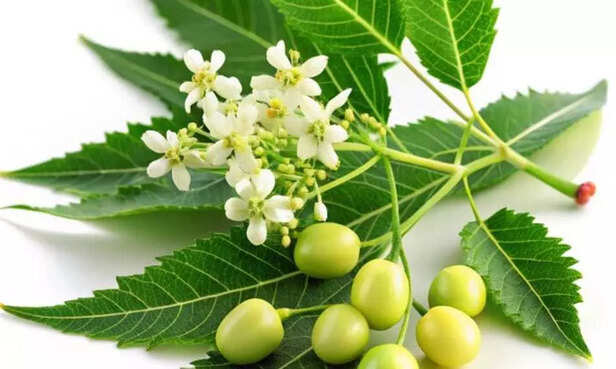 Neem