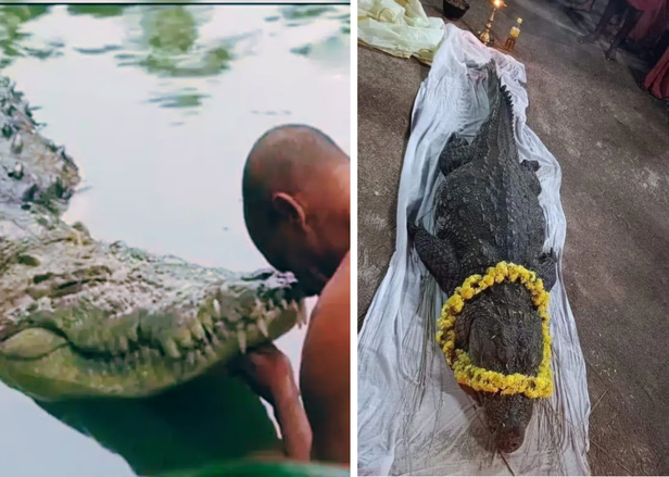 Babia Crocodile