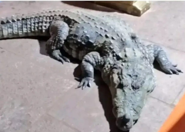 Babia Crocodile