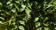 Detox, Glow, Heal: Neem I