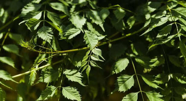 Anti-inflammatory and Pai