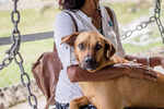 Highest Stray Dog Populat