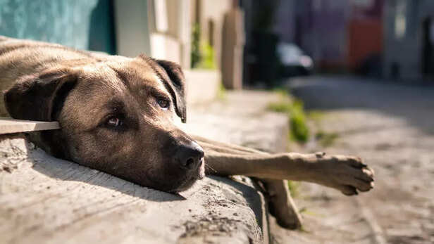 Dogs