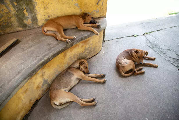 Street Dogs