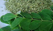 Moringa: The Miracle Tree That Holds the Secret to Health, Hope, and Healing