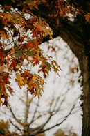 How Seasonal Transitions Affect Your Mood