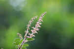 Tulsi Plant: The Symbol of Divine and Purity