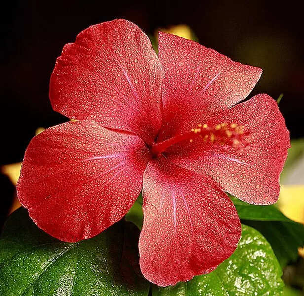 How Hibiscus Transform Hair