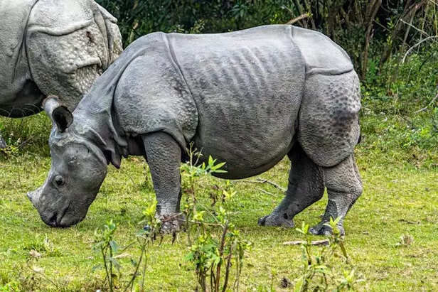 Indian Rhinoceros